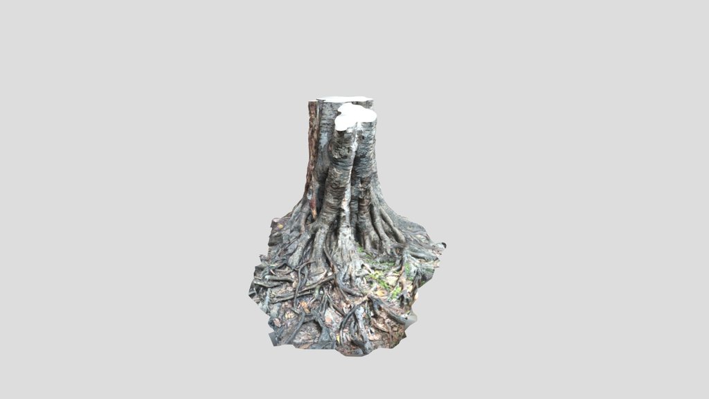 Uprooted Tree