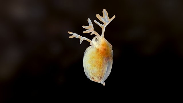 Rudolf the reindeer flea 3D Model