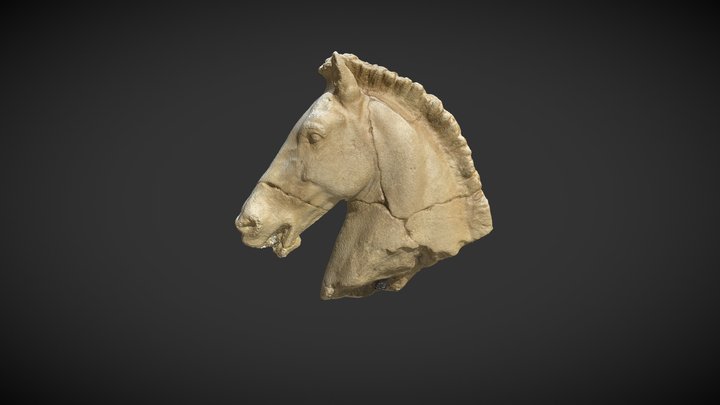 Horse Head 3D Model