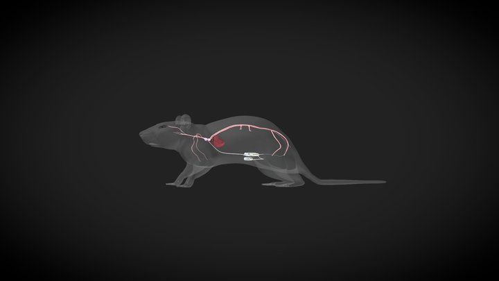 RodentUpload 3D Model