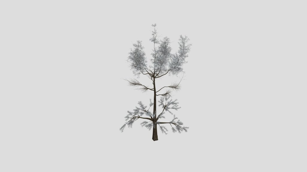 Sj Winter Twilight Pine Tree