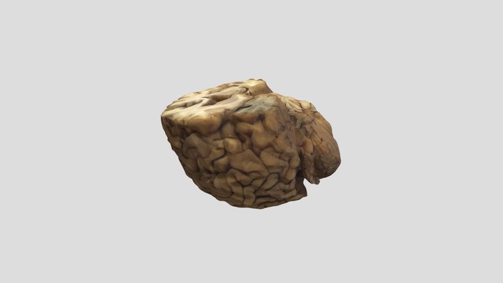 Ventricular_model_3 3D Model