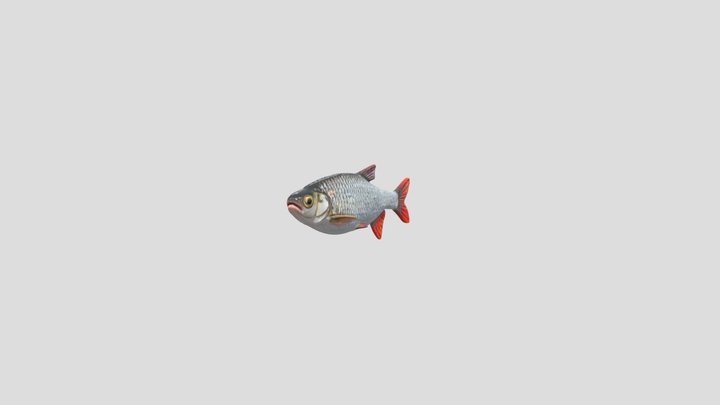 Rudd (Scardinius Erythrophthalmus) – Gratis 3D-model STL