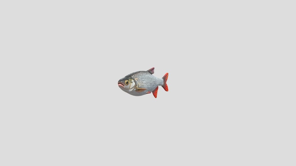 Rudd (Scardinius Erythrophthalmus)
