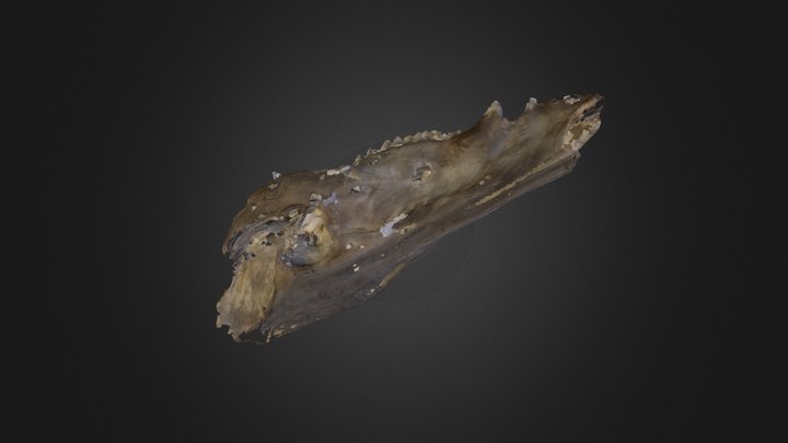 Deer Cranium 3D Model