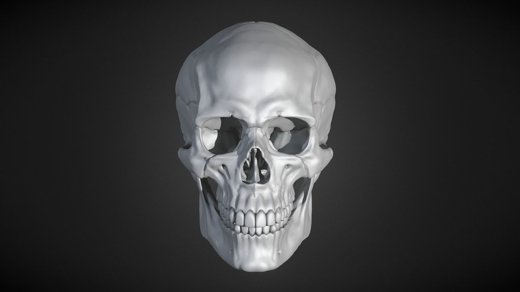 Human Male Skull