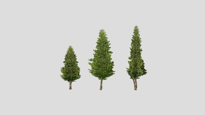 Realistic pine trees - but lowpoly 3D Model