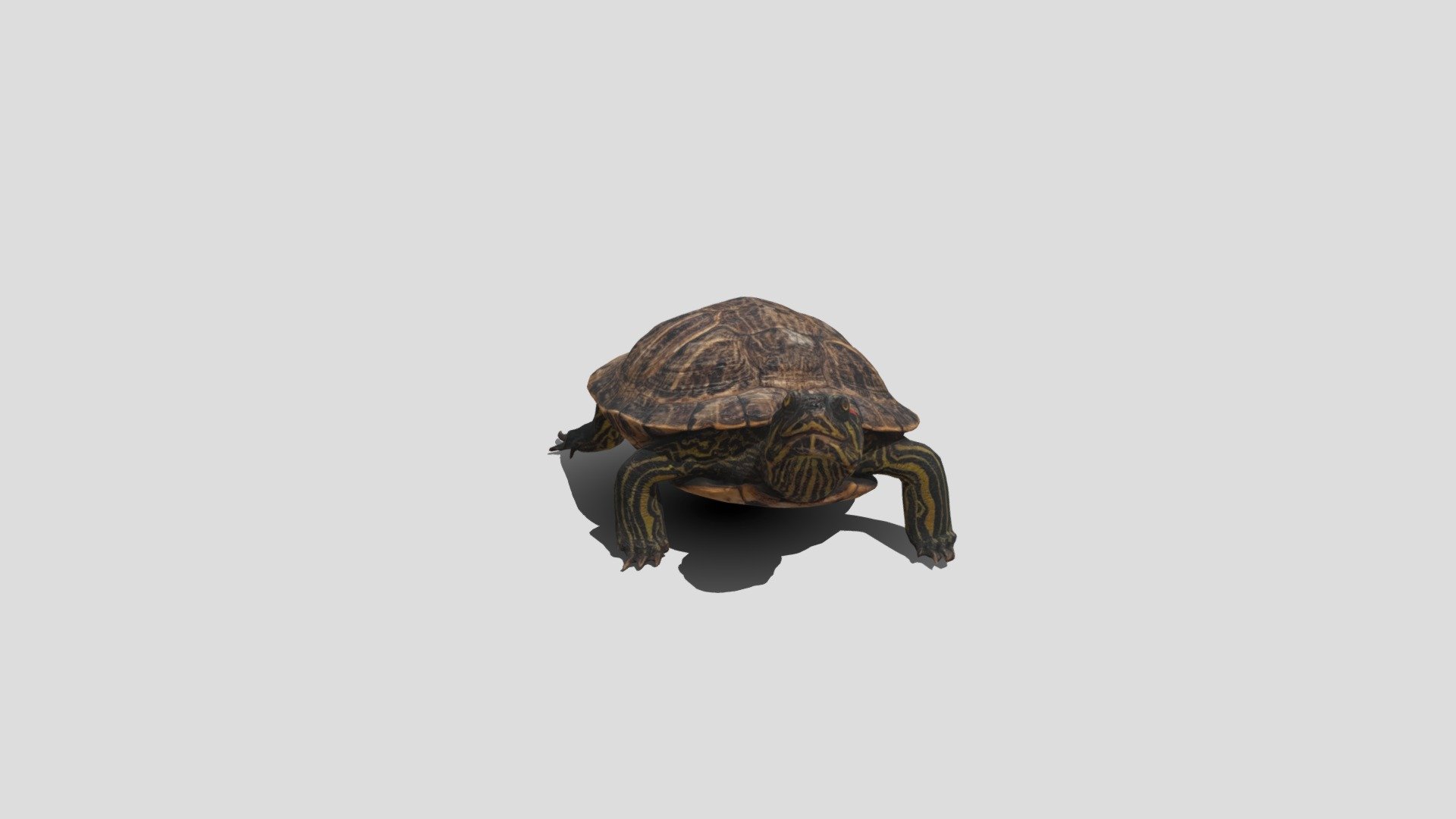 Trachemys scripta - 3D model by coco8 [f1edc12] - Sketchfab