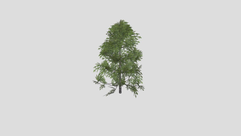small pine