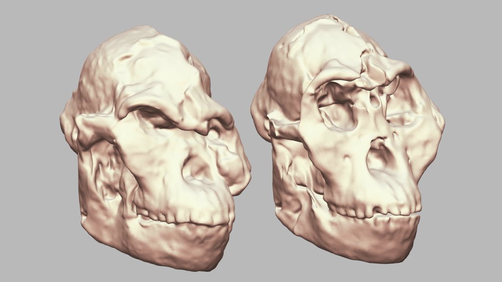 Little Foot Skull Reconstructed