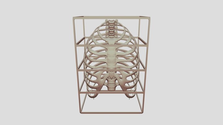 - Ribcage_2 3D Model