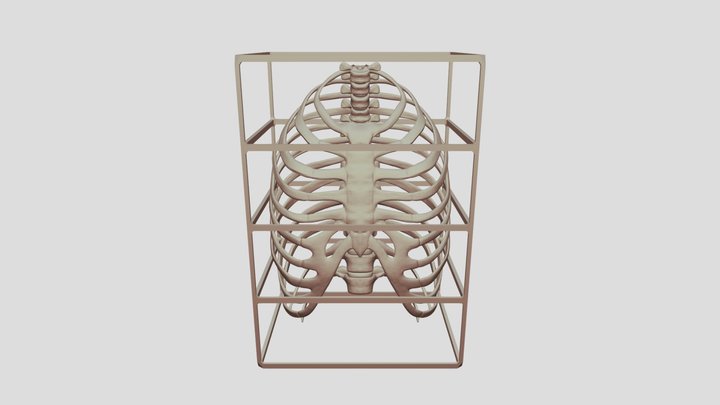 - Ribcage_2 3D Model