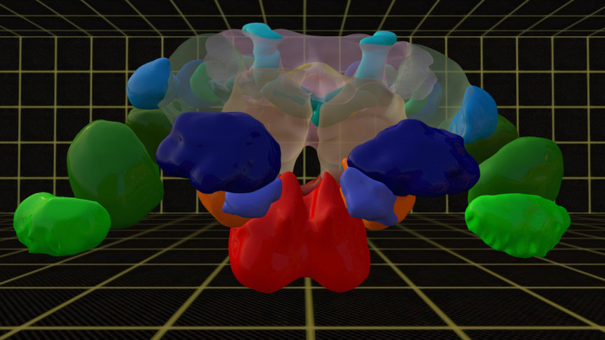 Male Clonal Raider Ant Brain
