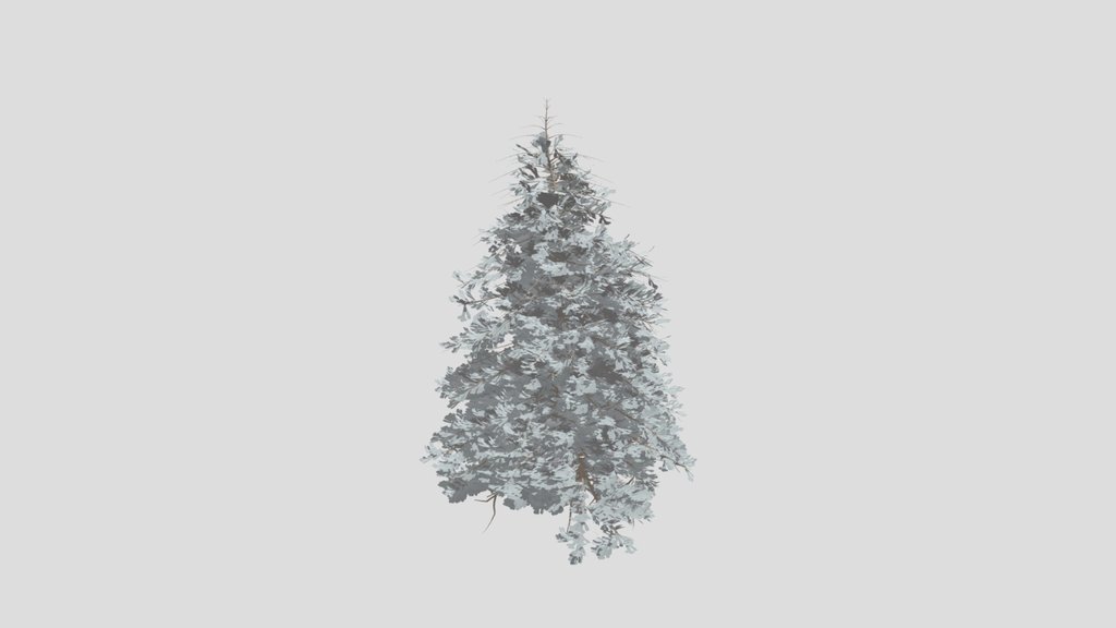 Abies Alba Silver Fir Small Green