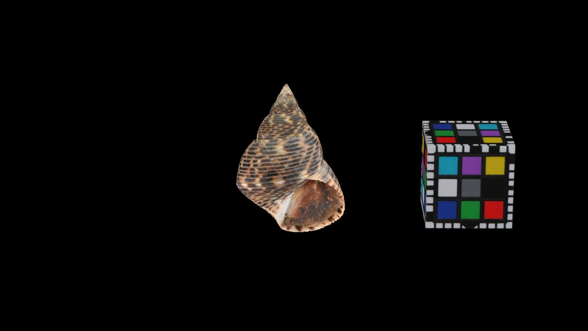 ウズラタマキビ Littoraria scabra