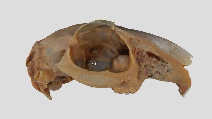 UWYMV:Mamm:840, Lepus californicus, Crania – Gratis 3D-model STL