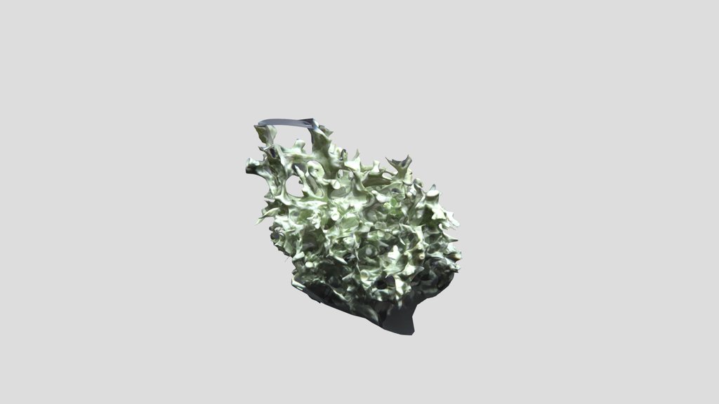 Oak moss lichen, Canon SX 700HS