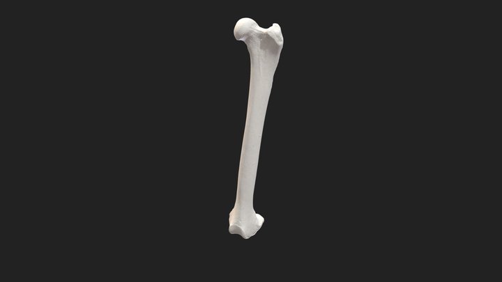 femur (os femoris) cat – Modèle 3D gratuit STL