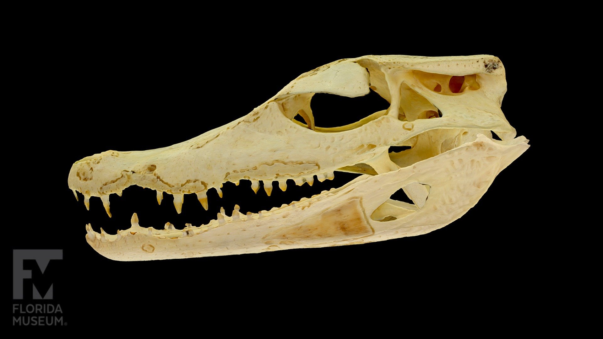 Cuvier's Dwarf Caiman Skull 3D model by FloridaMuseum [f1ff445