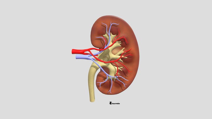 Kidney Cross Section 3D Model