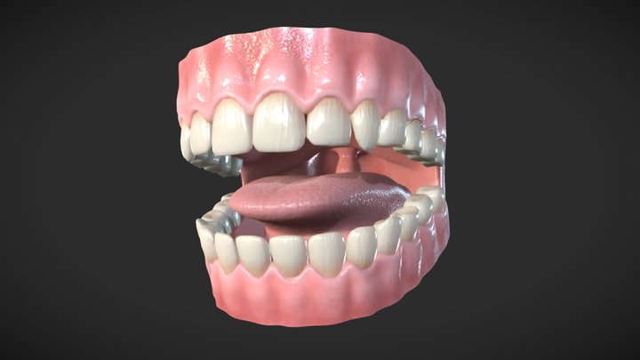 Human Teeth 3D Model