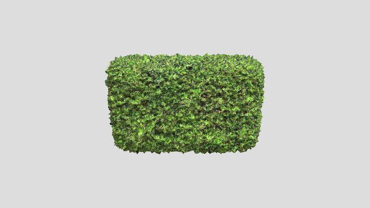 Hedge 3D Model