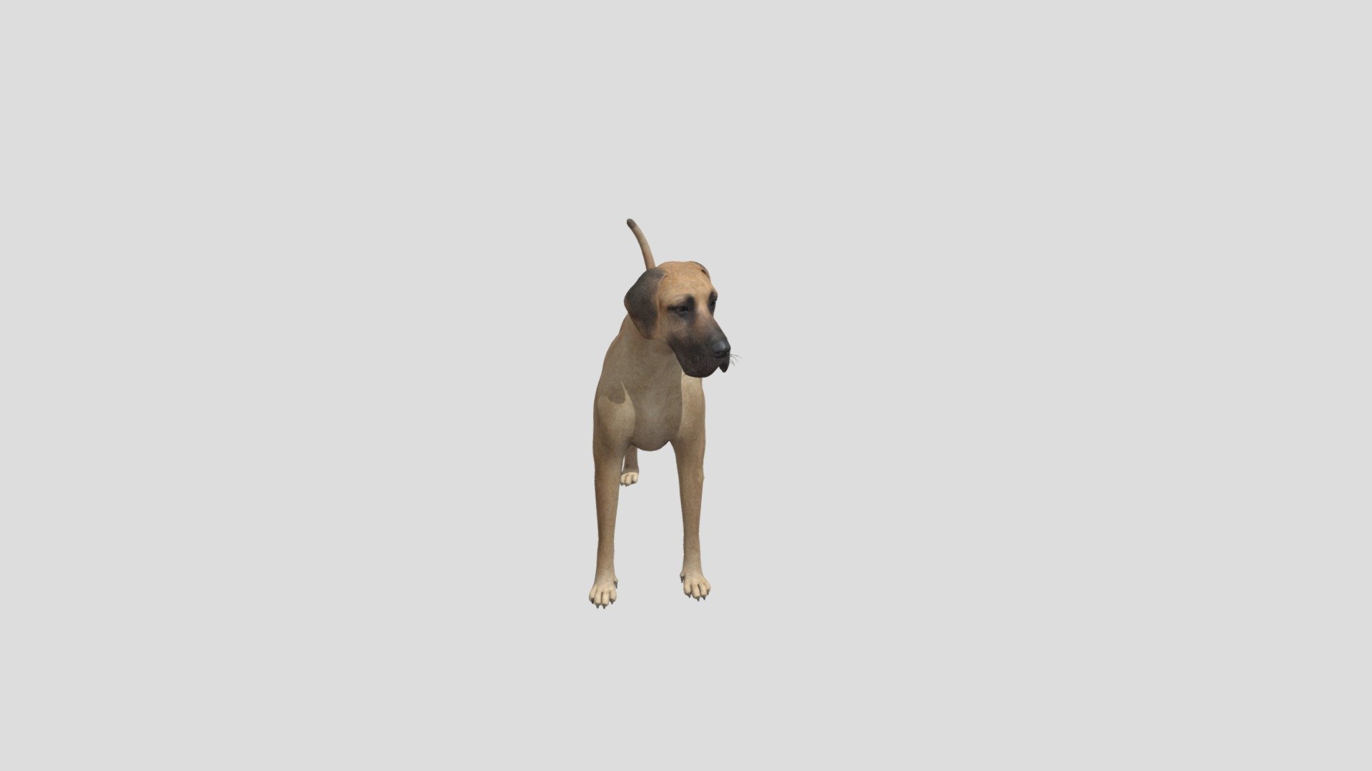Dog Great Dane - Buy Royalty Free 3D model by Phil3D (@philosophie ...