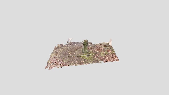 Tree bottem 3D Model