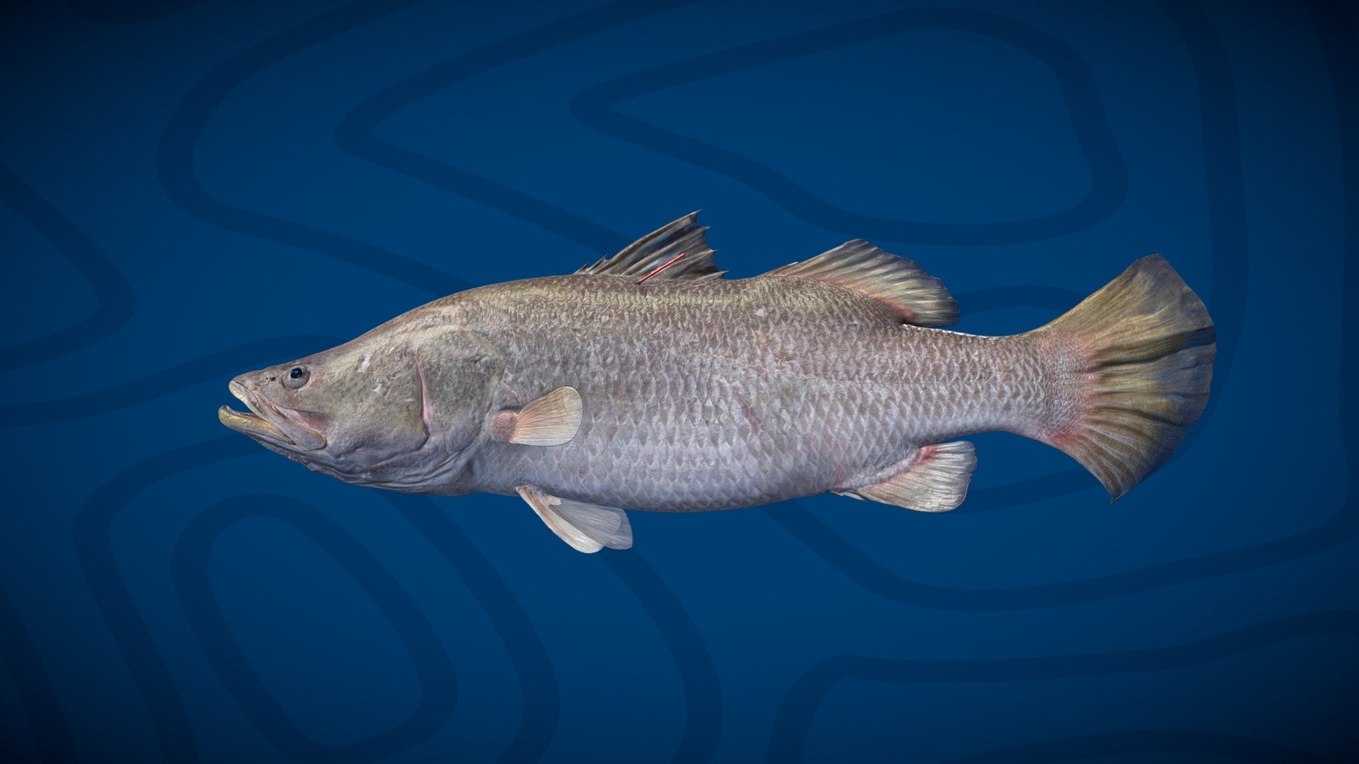 Million Dollar Fish 2024 — Sketchfab embed 3D viewer