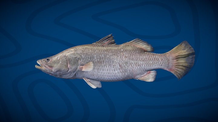 Million Dollar Fish 2024 3D Model