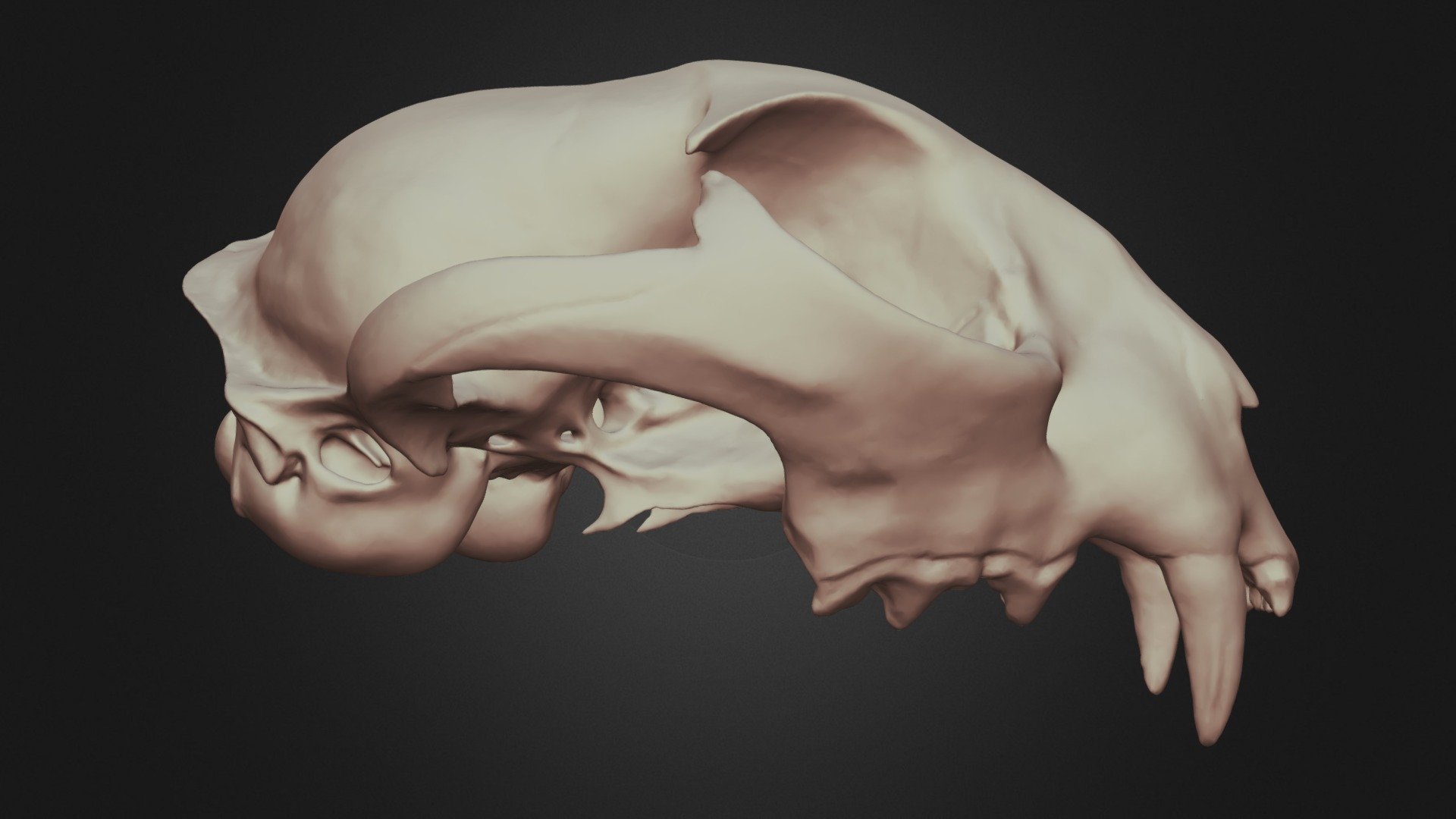 Lynx rufus (Bobcat) Skull - 3D model by Lakehead Anthropology ...