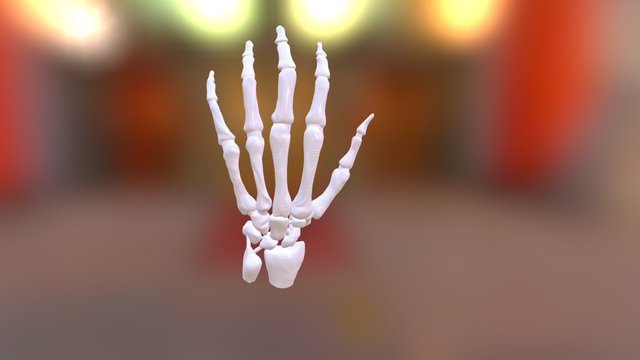 Hand bones 3D Model