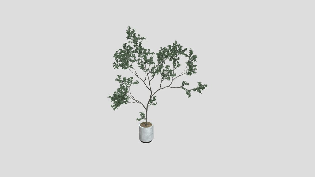 Modern Potted Tree