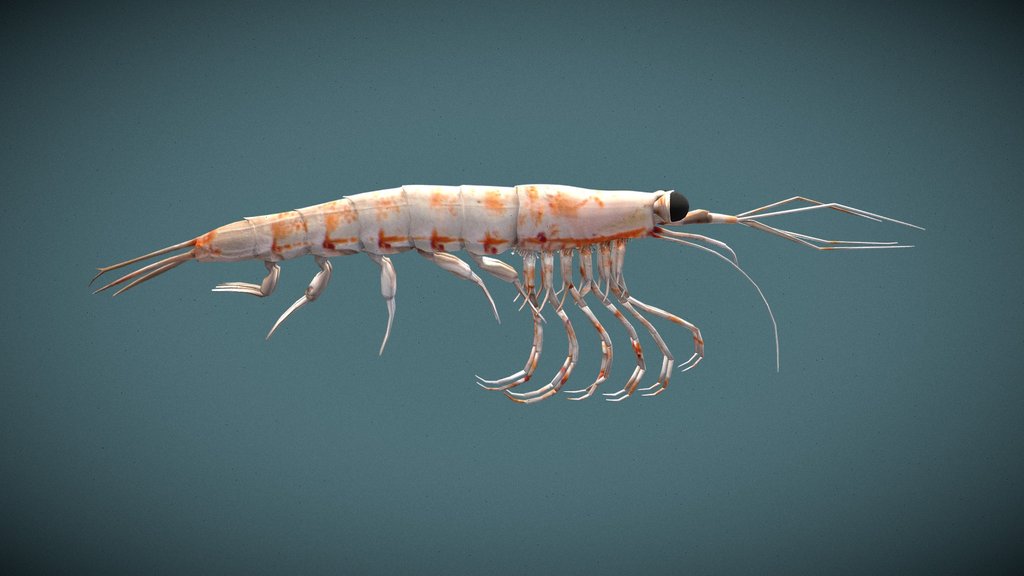 Krill antártico - Euphausia superba