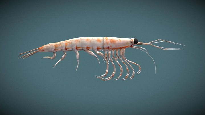 Krill antártico - Euphausia superba 3D Model