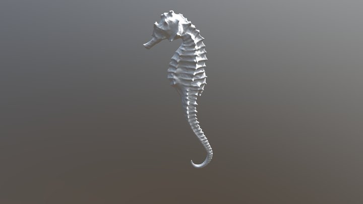 Hippocampe EinScan SP 3D Model