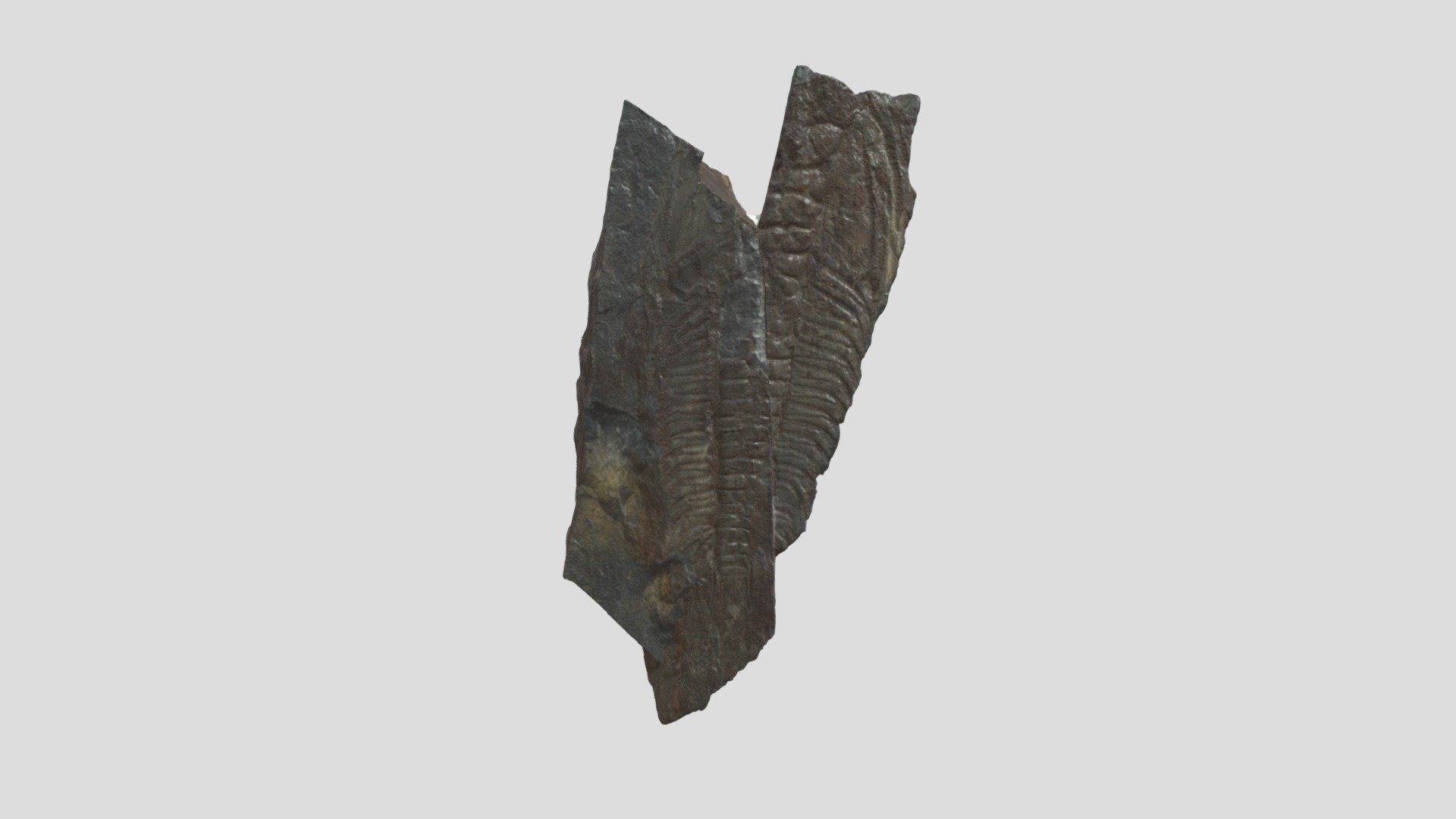 [1406] Pl 2805 Paradoxides davidis 950K Obj - 3D model by 3d Fossils GB ...