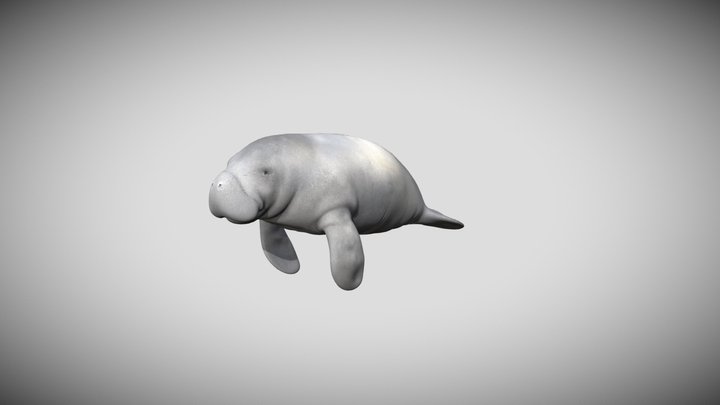 Gentle Sea Cow 3D Model