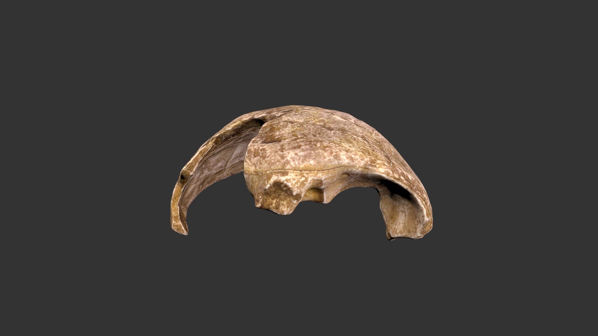Homo sapiens (2501.1rp49) – cranial fragment