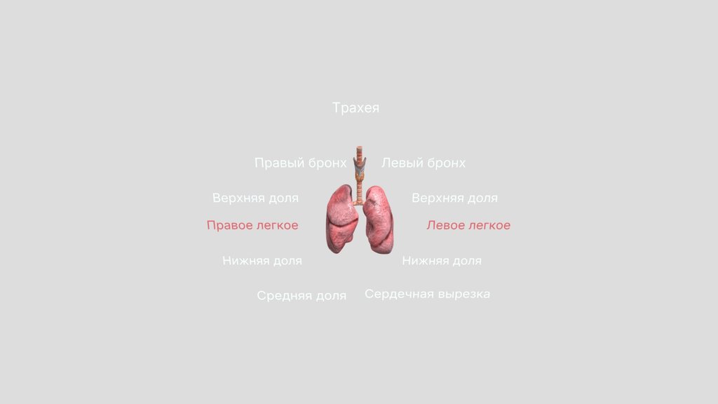 Lungs