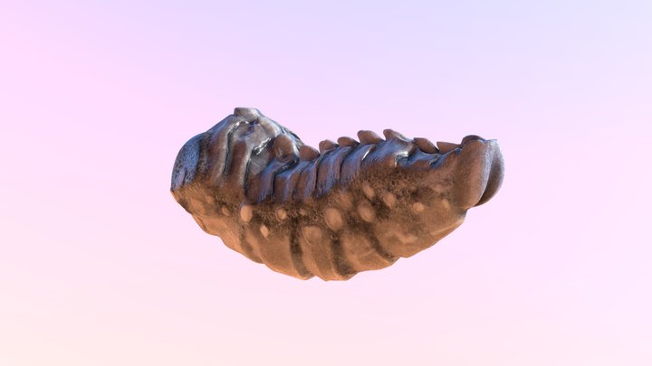 Alien Cock 01 3D Model
