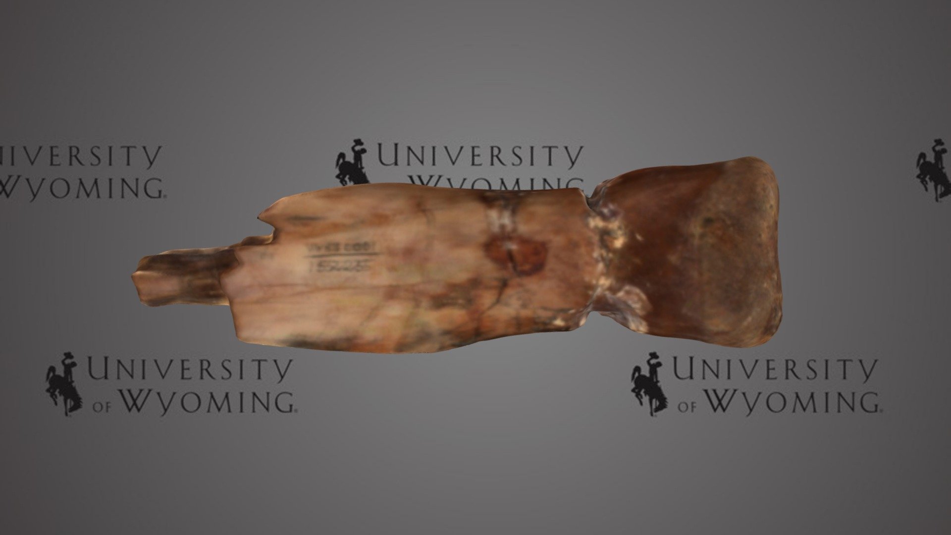 UW 15225 - Ornithomimus sp., Metatarsal III