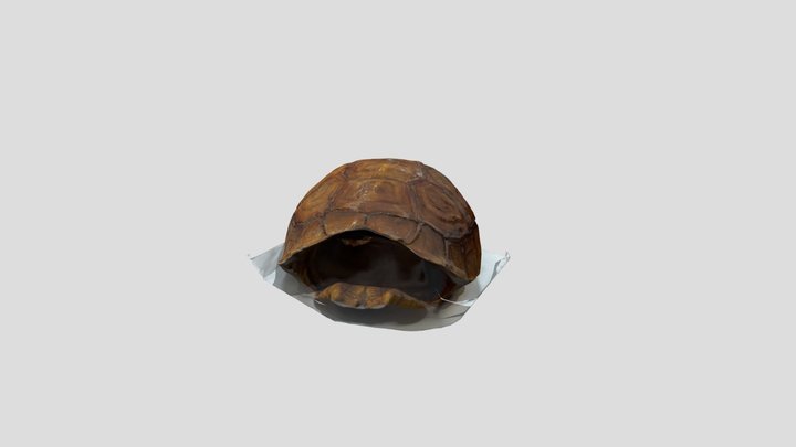CAPARAZON 1 3D Model