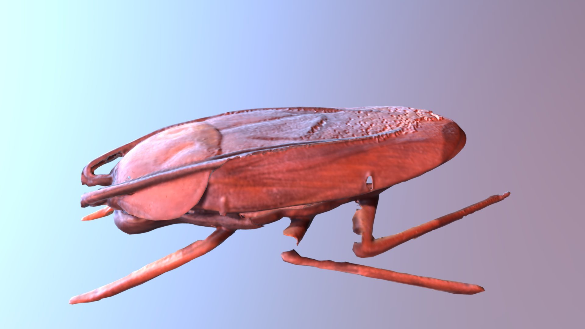 Giant Cockroach