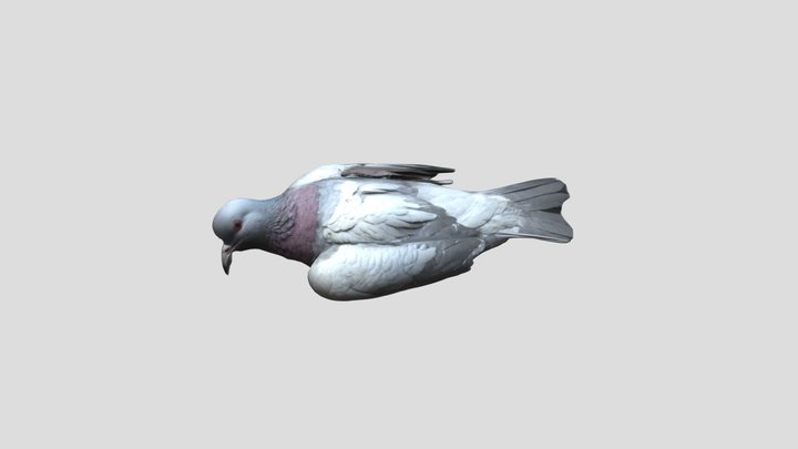 Dead pigeon 3D Model