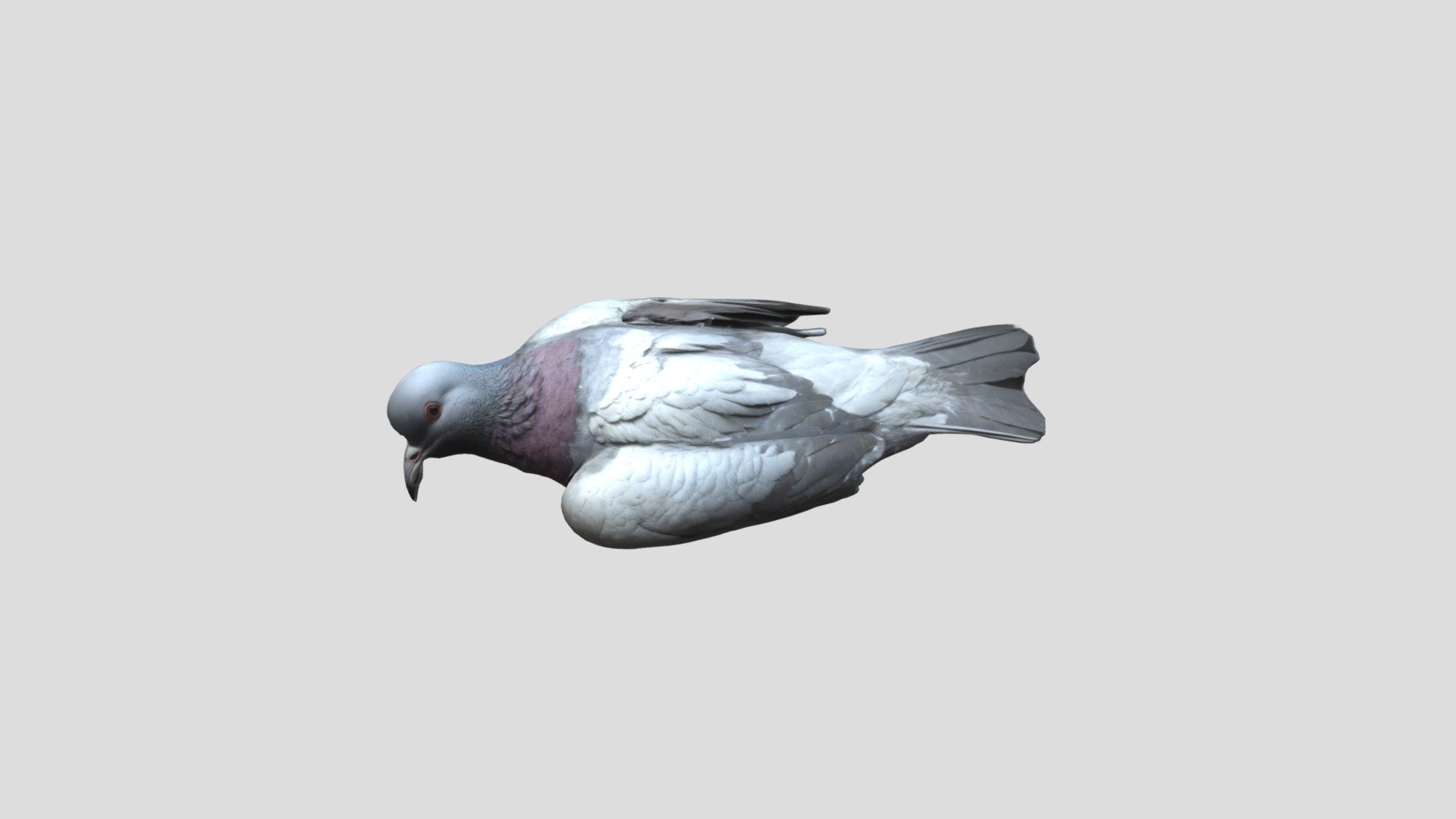 Dead pigeon - 3D model by Woobeek [f22d807] - Sketchfab