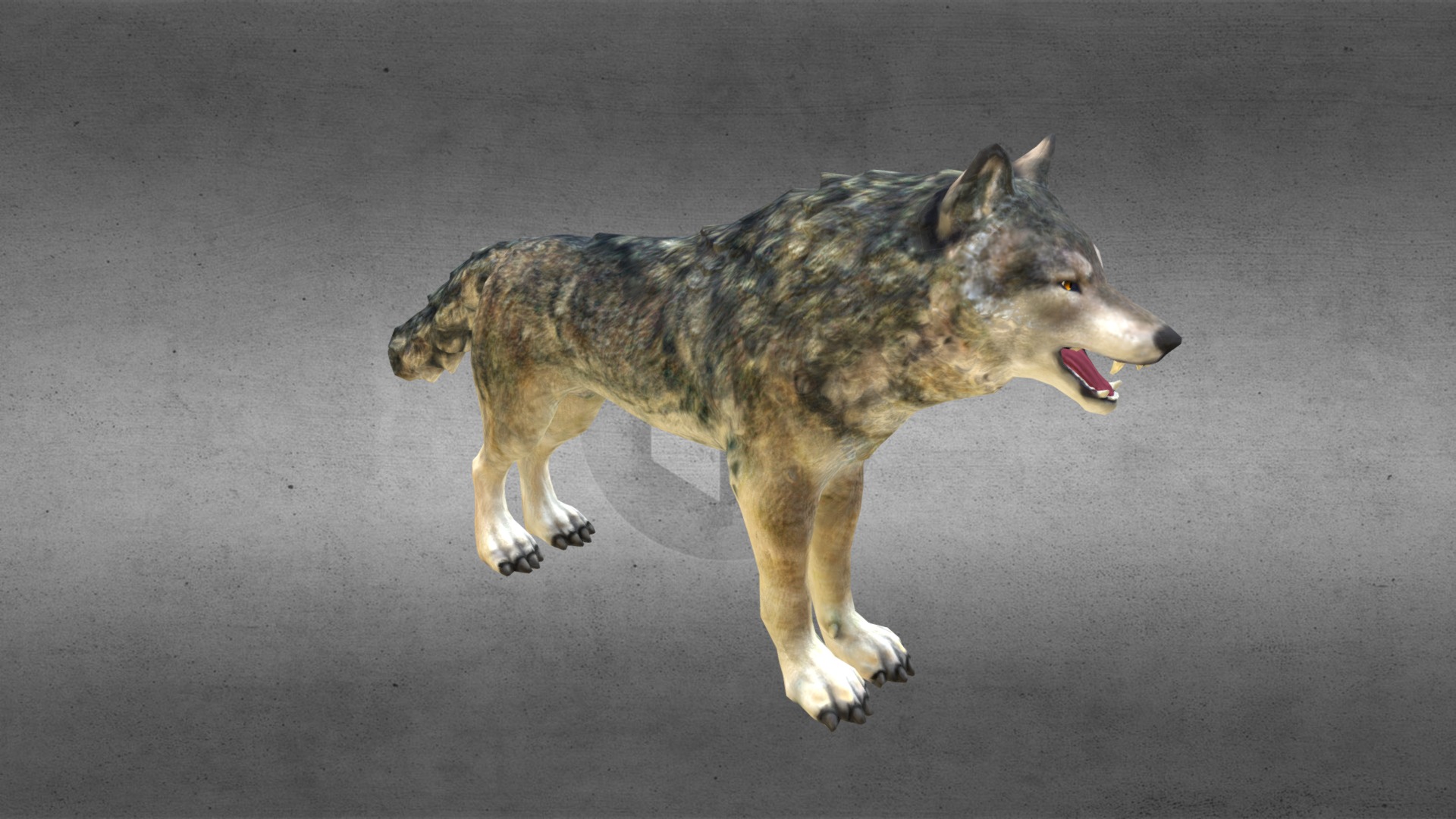 3D model Wolf - This is a 3D model of the Wolf. The 3D model is about a dog standing on pavement.