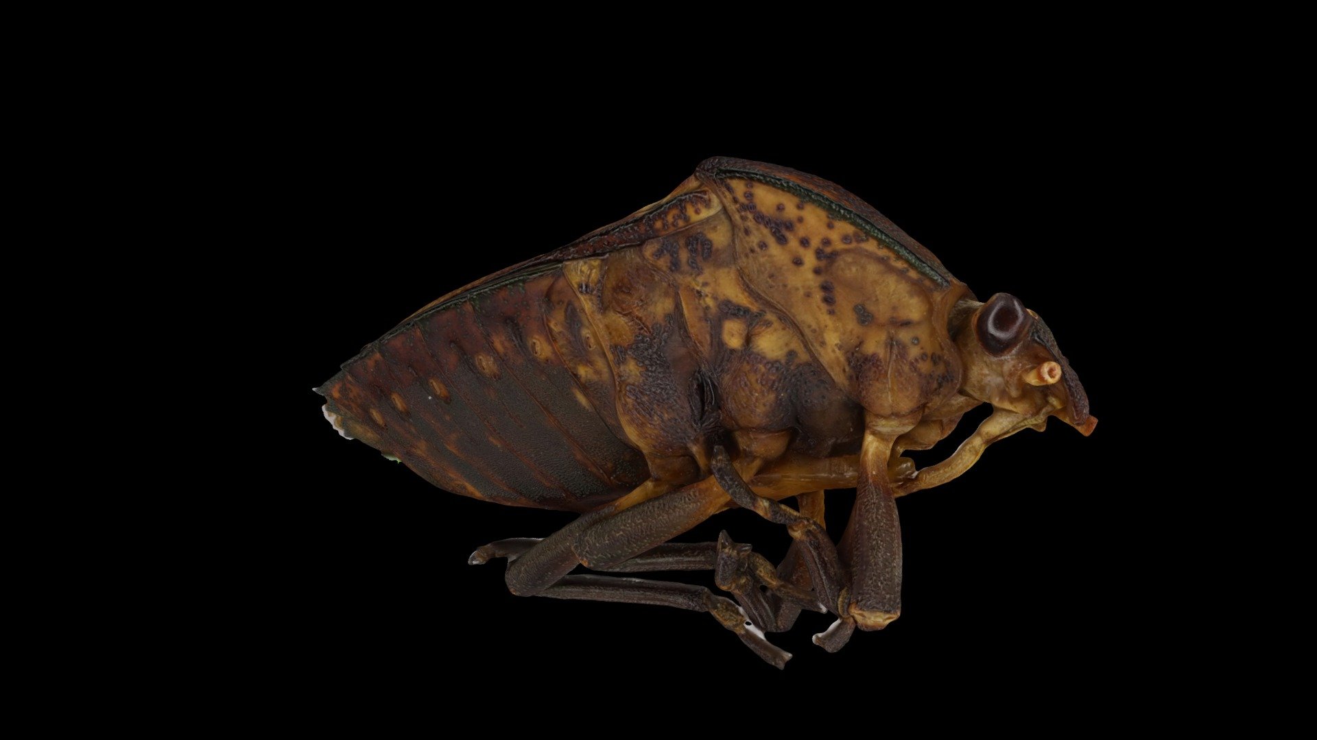 Hemiptera