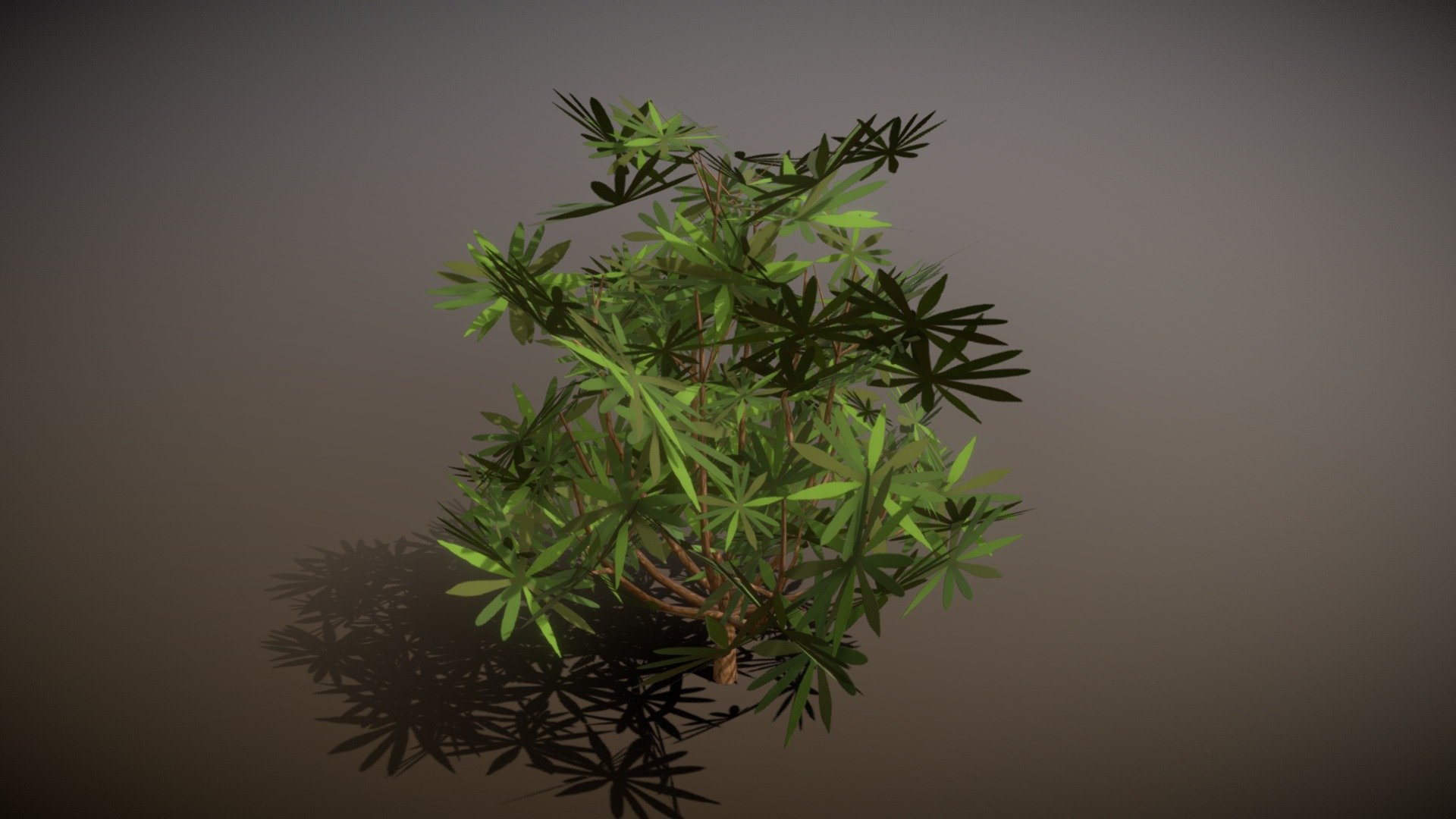 Pita bush