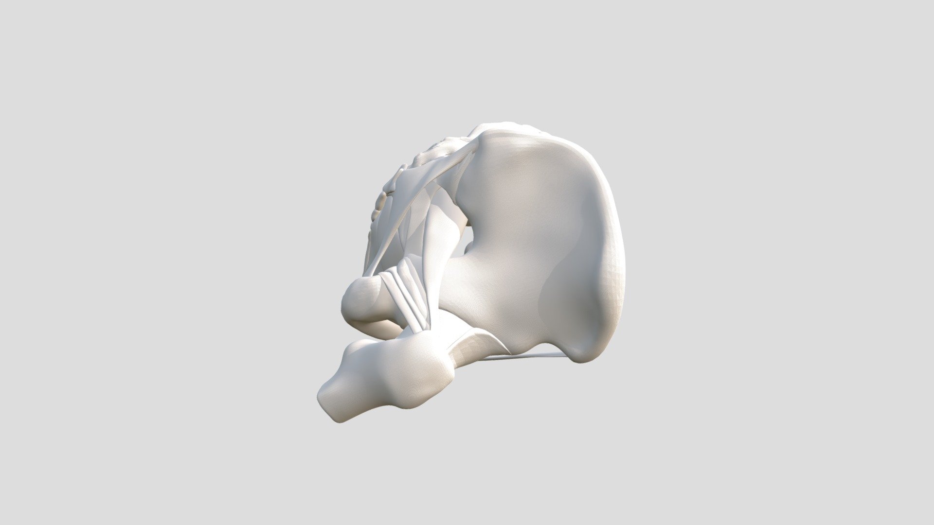 Bisected Pelvis No Color - 3D model by Robson Visuals (@robsonvisuals ...